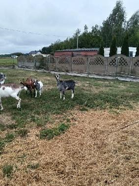 Sprzedam kozy  i kozły