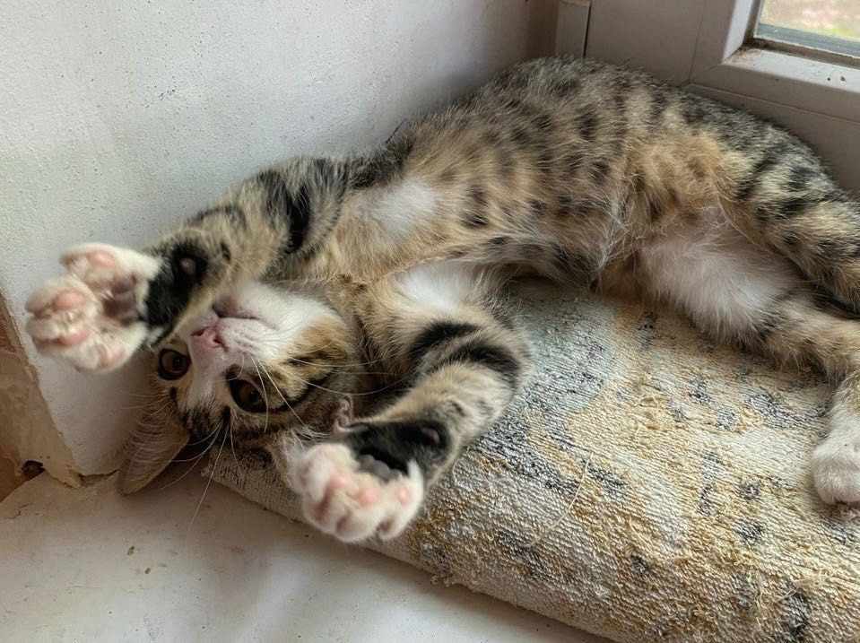 Кошеня 3 місяці дівчинка кошка