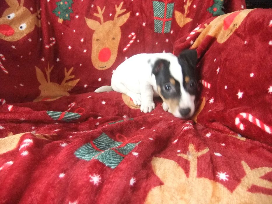 Jack Russel Terrier Fêmea