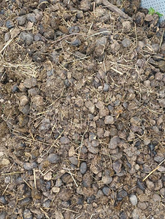 Oddam tanio obornik koński . Cena za przyczepę obornika