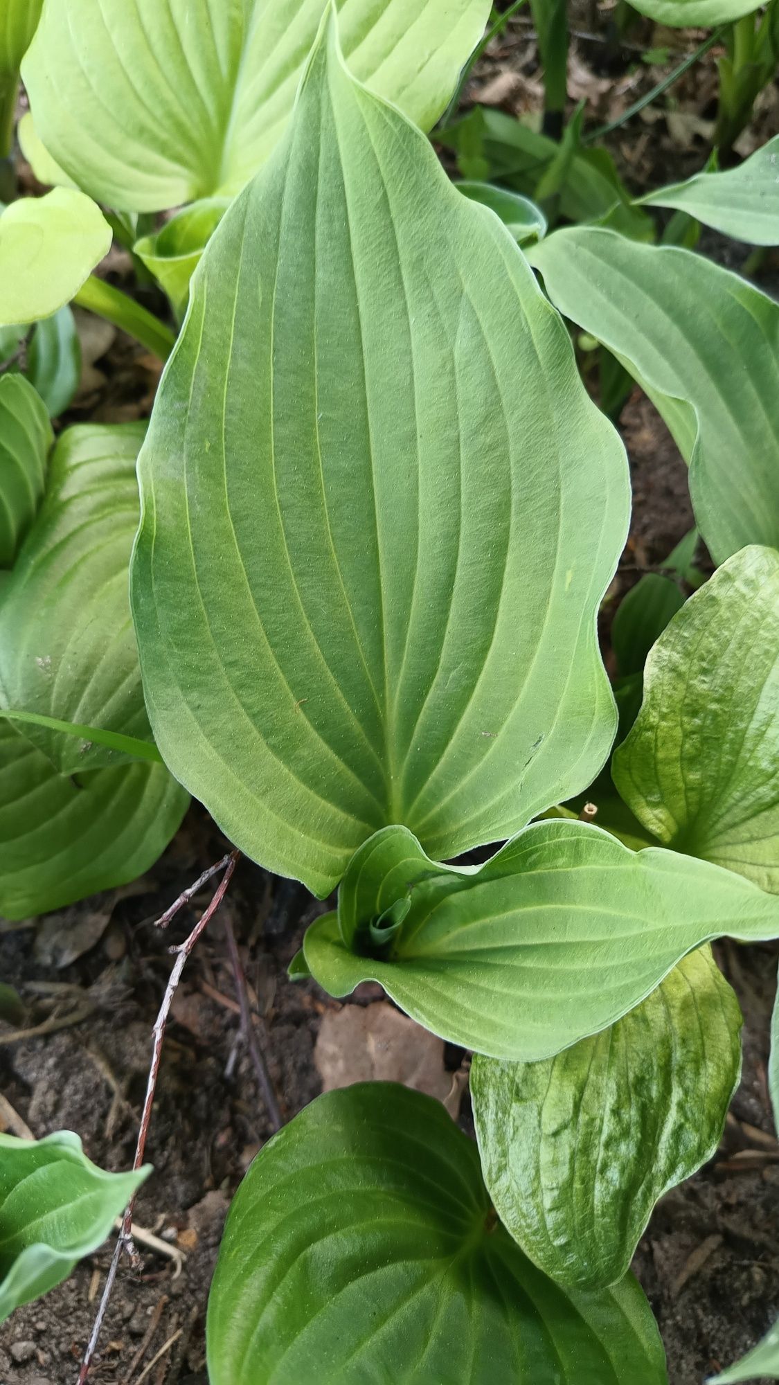 Hosta, Funkia, rośliny, byliny