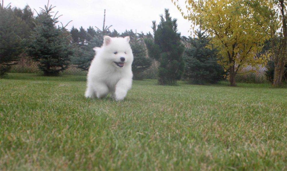 Samojed, Samoyed - piesek po utytułowanych rodzicach ZKwP