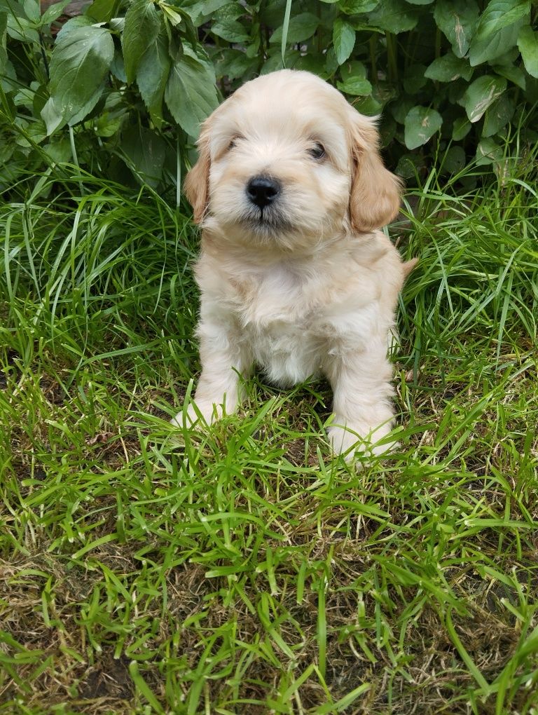Cavapoo piesek , ( hybryda maltipoo, maltańczyk, cavalier, pudel)
