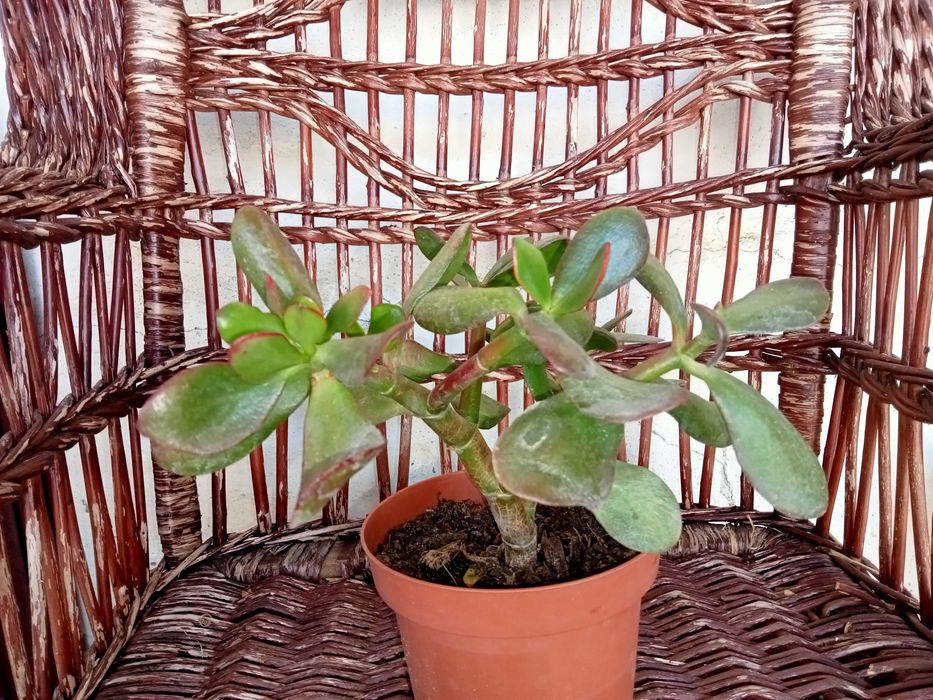 Planta Jade – Crassula ovata