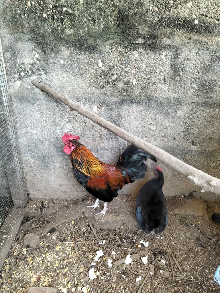 Casal de garnisé mini 15€