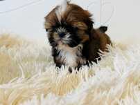 Shih tzu samiec Rodowód