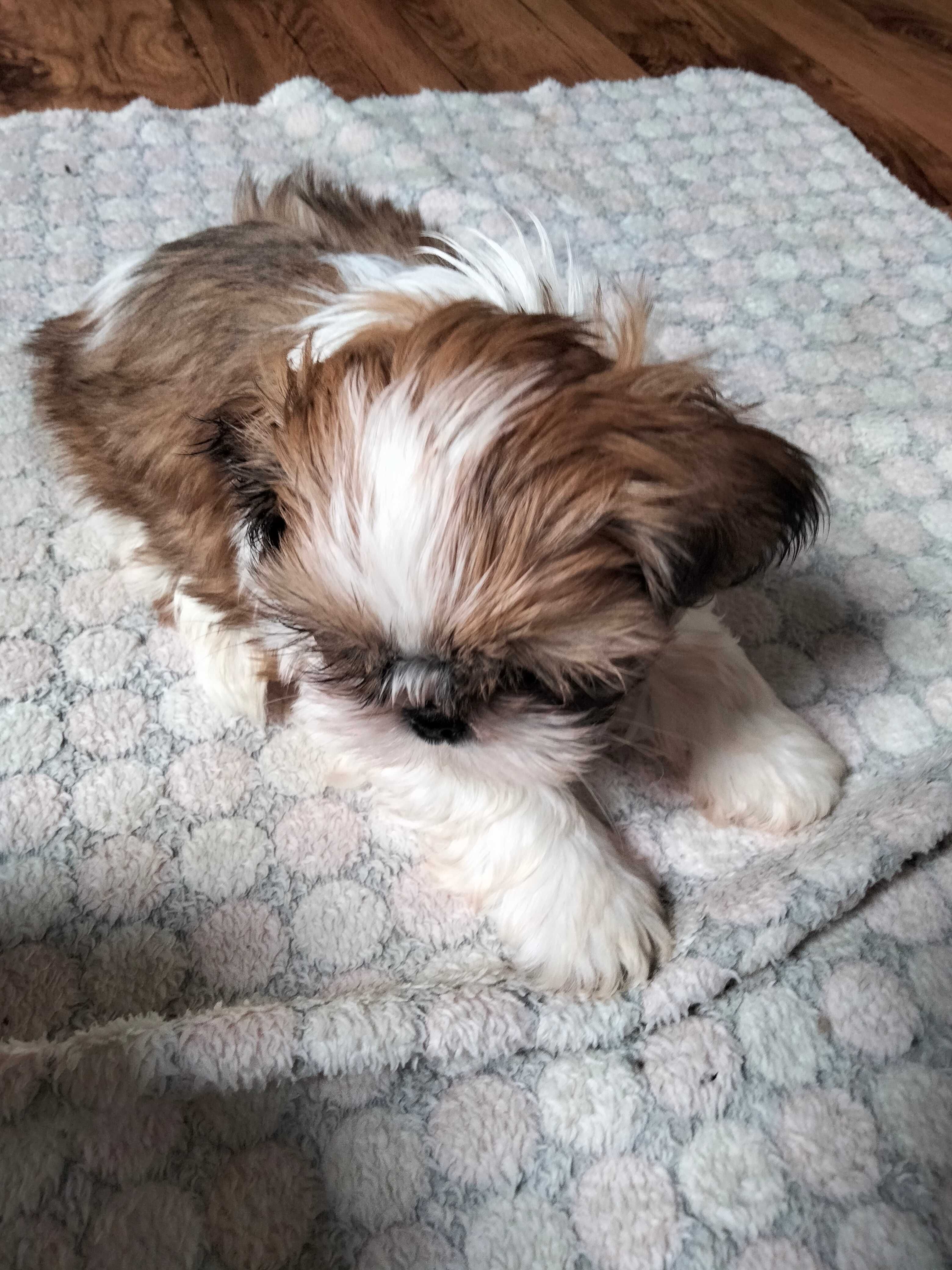 Śliczny piesek rasy Shih Tzu