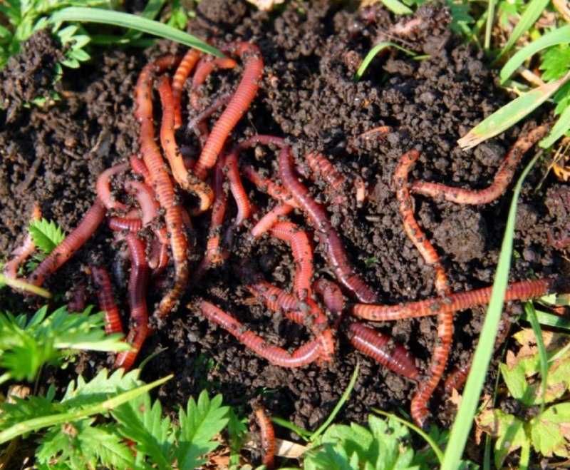 Каліфорнійський красний червяк  1 кг 500 гр