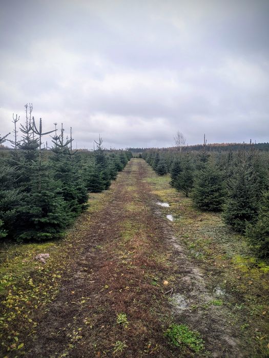 Detal Okolice Bydgoszczy Plantacja choinki Jodła kaukaska Świerk