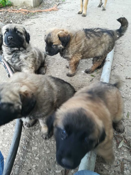 Cachorro Serra da Estrela