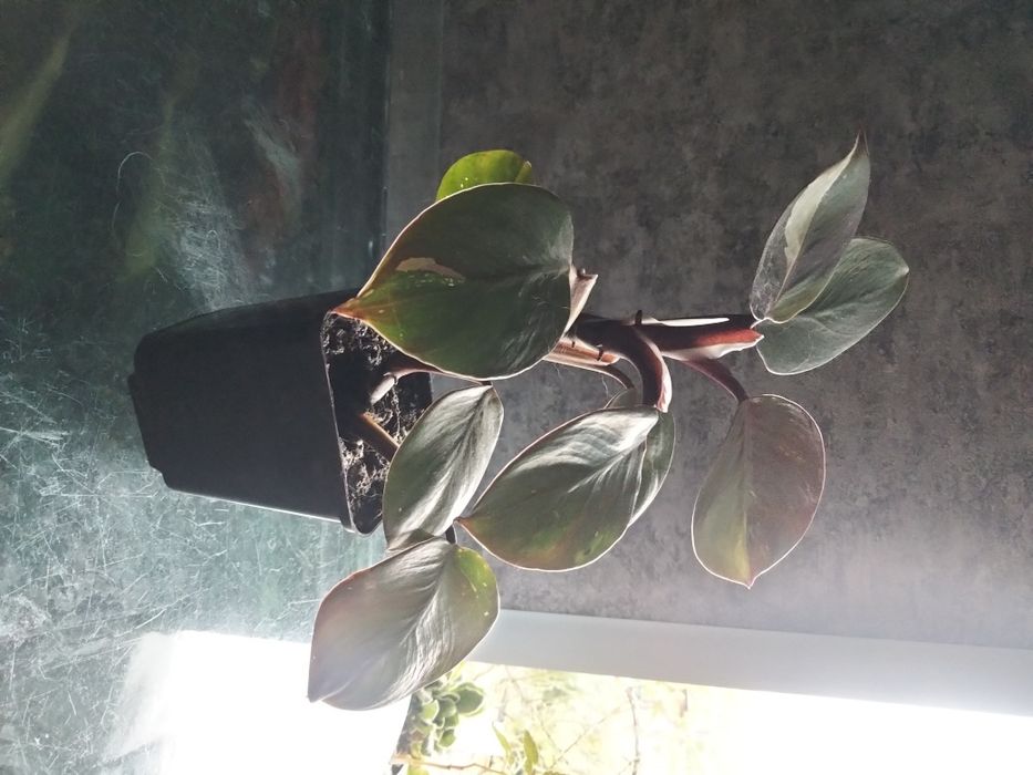 Філодендрон розова принцеса