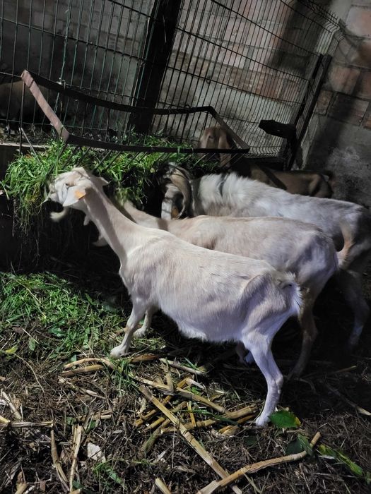 Cabra branca a meia idade