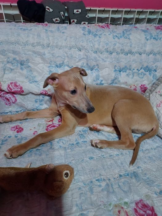 Chart Angielski Whippet piesek