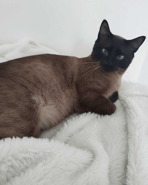 Setúbal / Margem Sul / Lisboa — BALTAZAR, gatinho para adoção