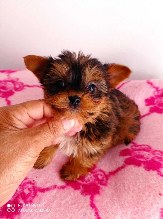 Menina Yorkshire Chocolate Mini de Qualidade