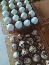 Яйця перепелині інкубаційні та харчові перепела