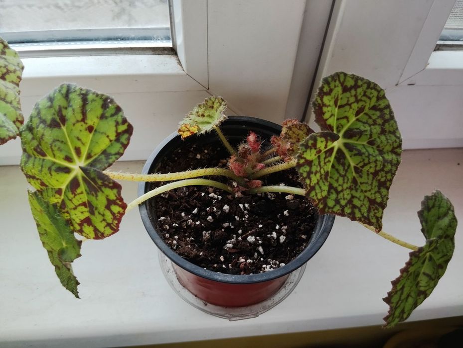 Продам яскраві бегонії Red Planet