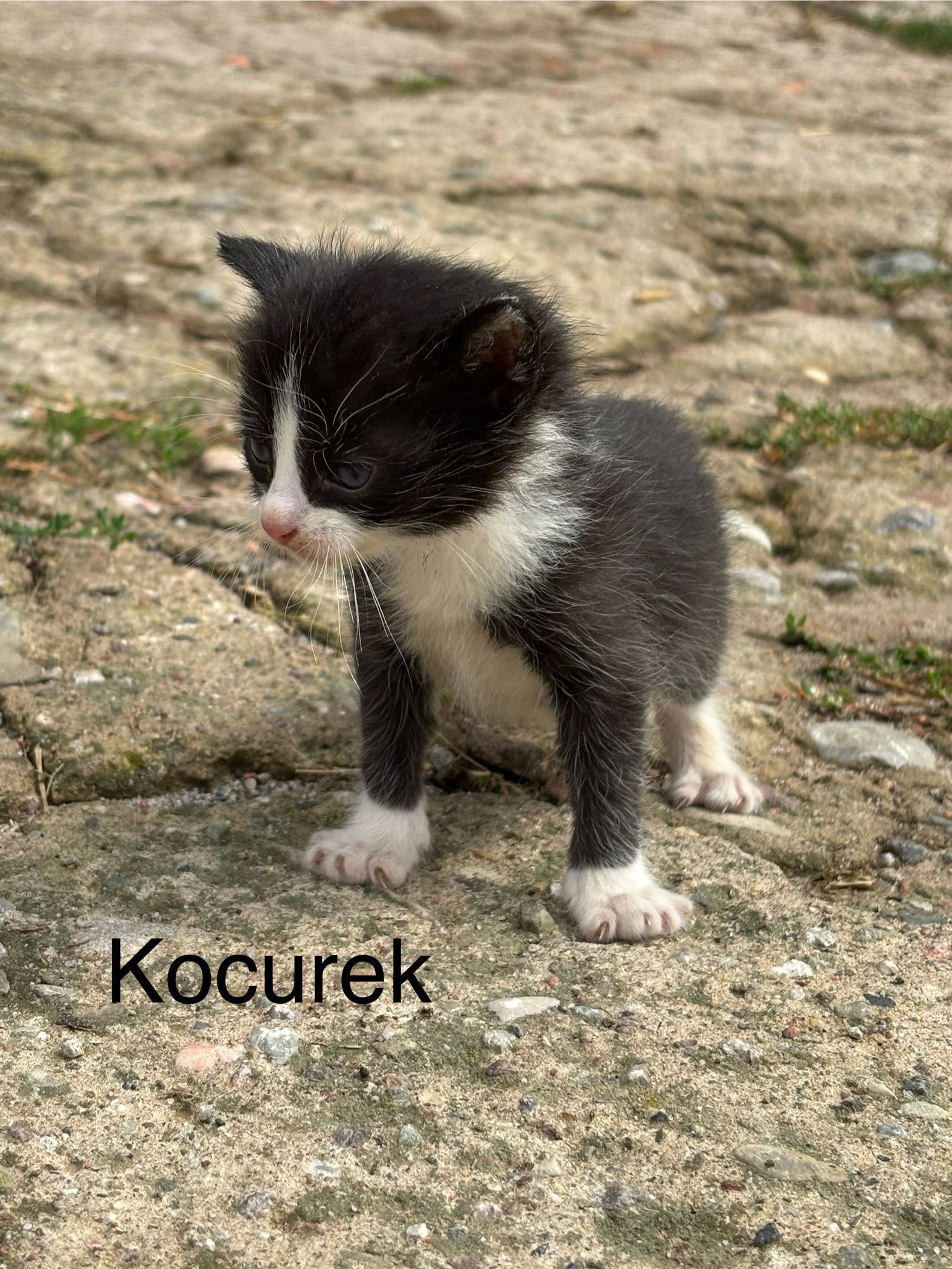 ODDAM kotki w dobre ręce