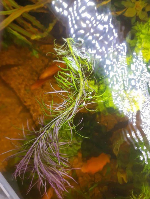 Roślina akwariowa  Eustralis Pogostemon stellata