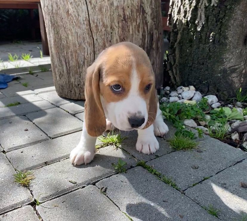 Szczeniak rasy beagle