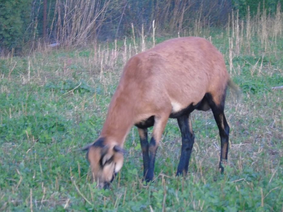 Para owiec kameruńskich