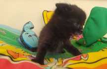 Gatinhos Bebes lindos SCOTICH - URGENTE