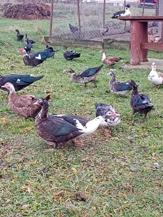 Kaczki piżmowe z wiosennego wylęgu