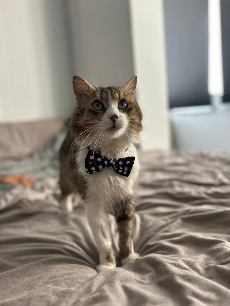Котик Сирник дуже гарний хлопчик