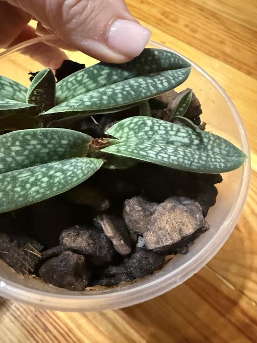 Пафілопеділум орхідея башмачок Paphiopedilum micranthum