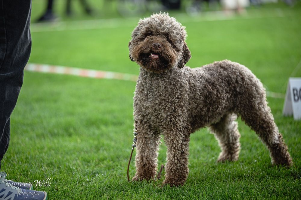 Hodowla STEPS OF CHAOS FCI Lagotto Romagnolo