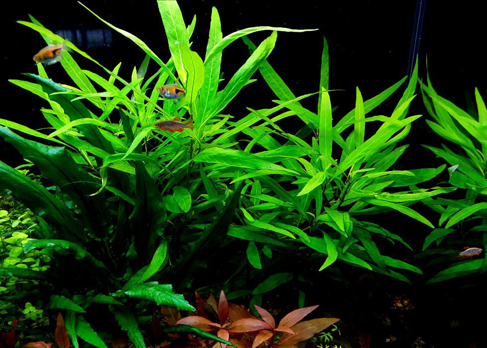 Hygrophila Angustifolia- roślina akwariowa
