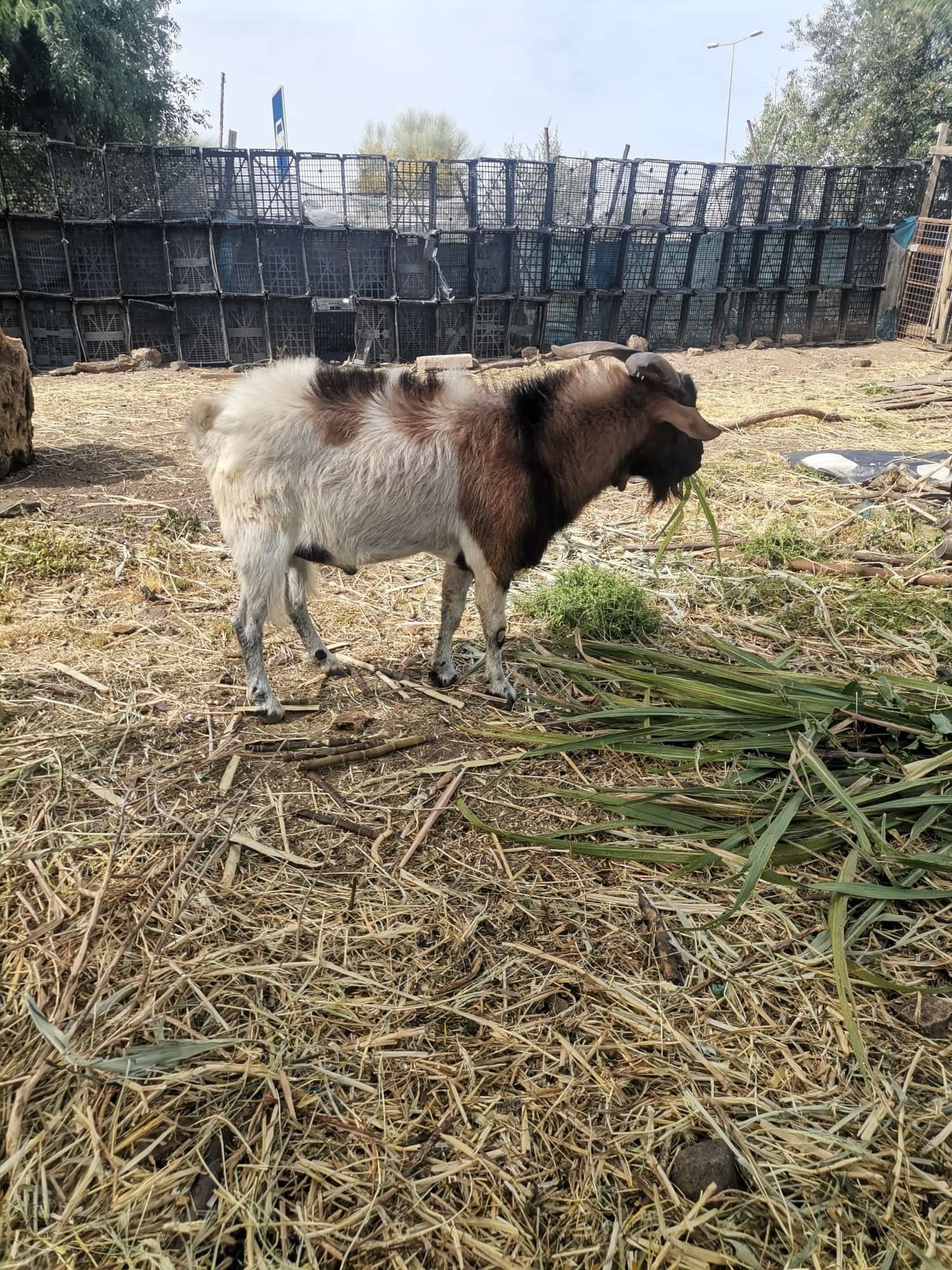 Venda de lote cabritos e cabras
