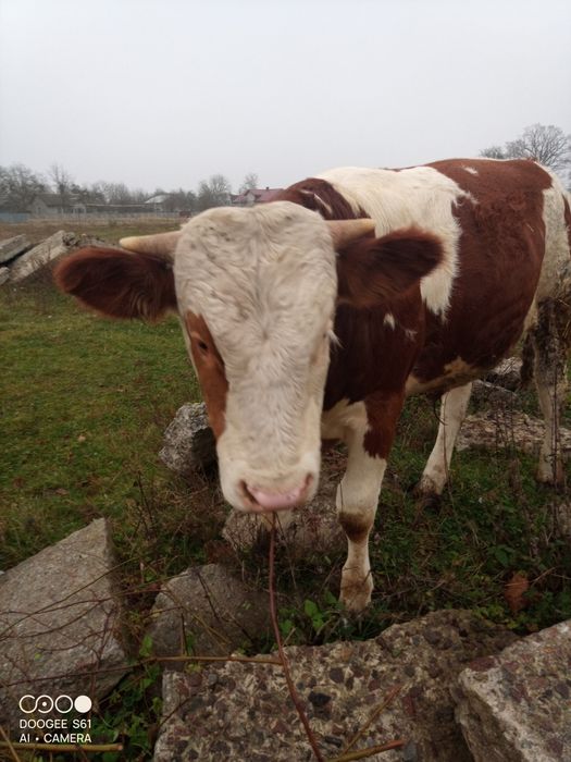 Бичок симентал на плем'я