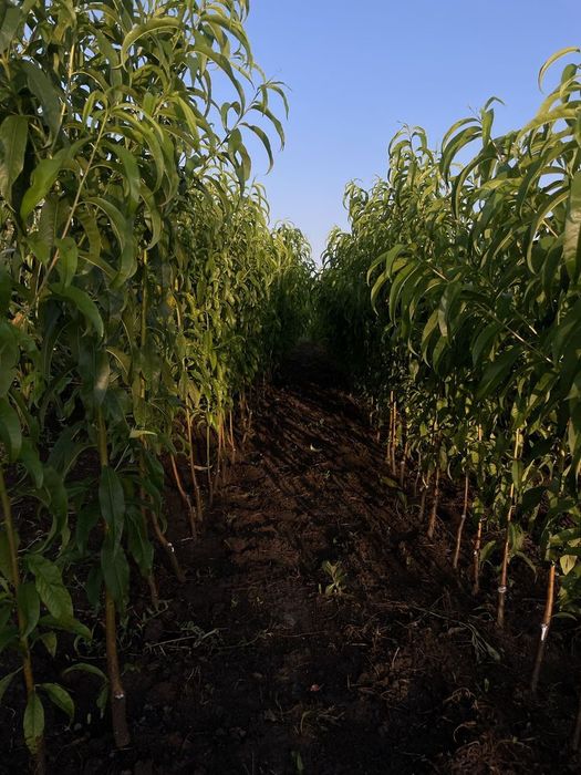 Саженцы плодовых Персик, Груши,Яблони, Нектарин, Абрикос, Колоновидные