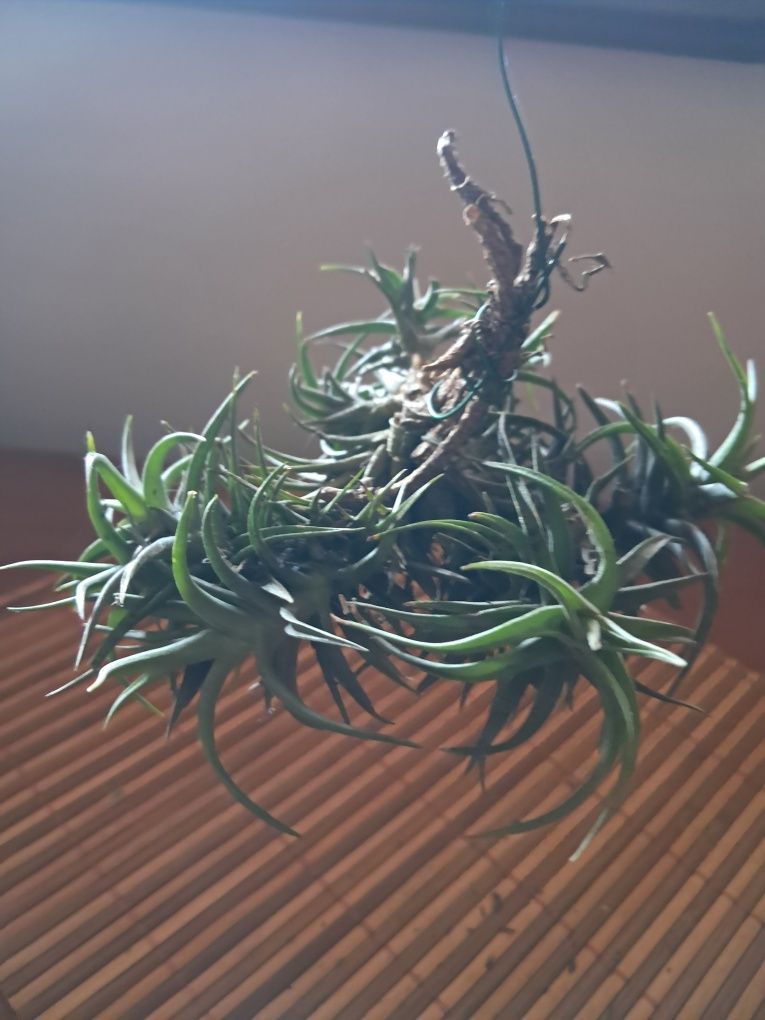 Planta do Ar - Tillandsias