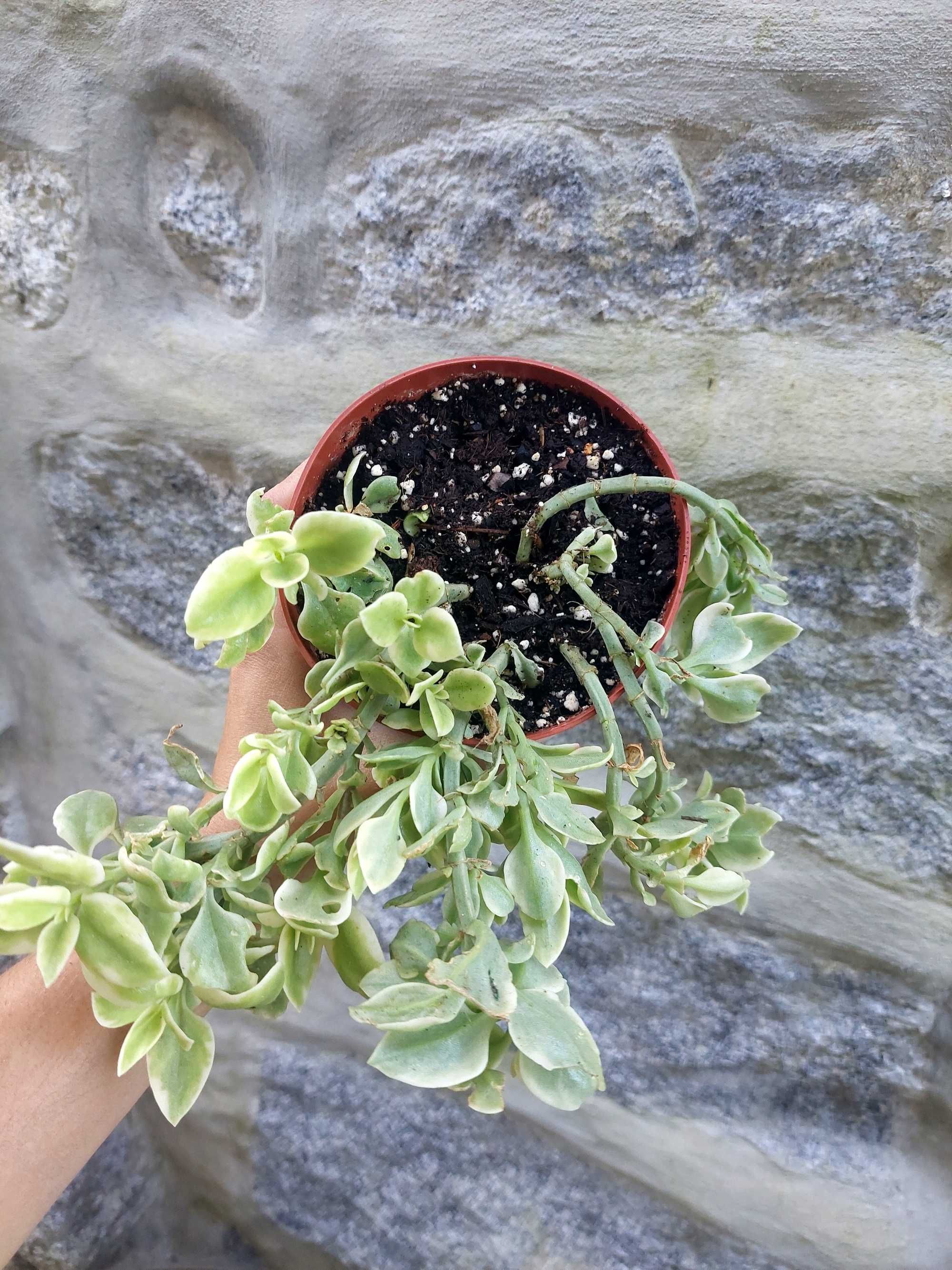 Planta Suculenta- Aptenia