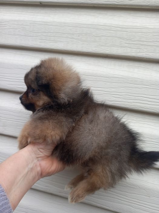 Девочка красавица померанский шпиц