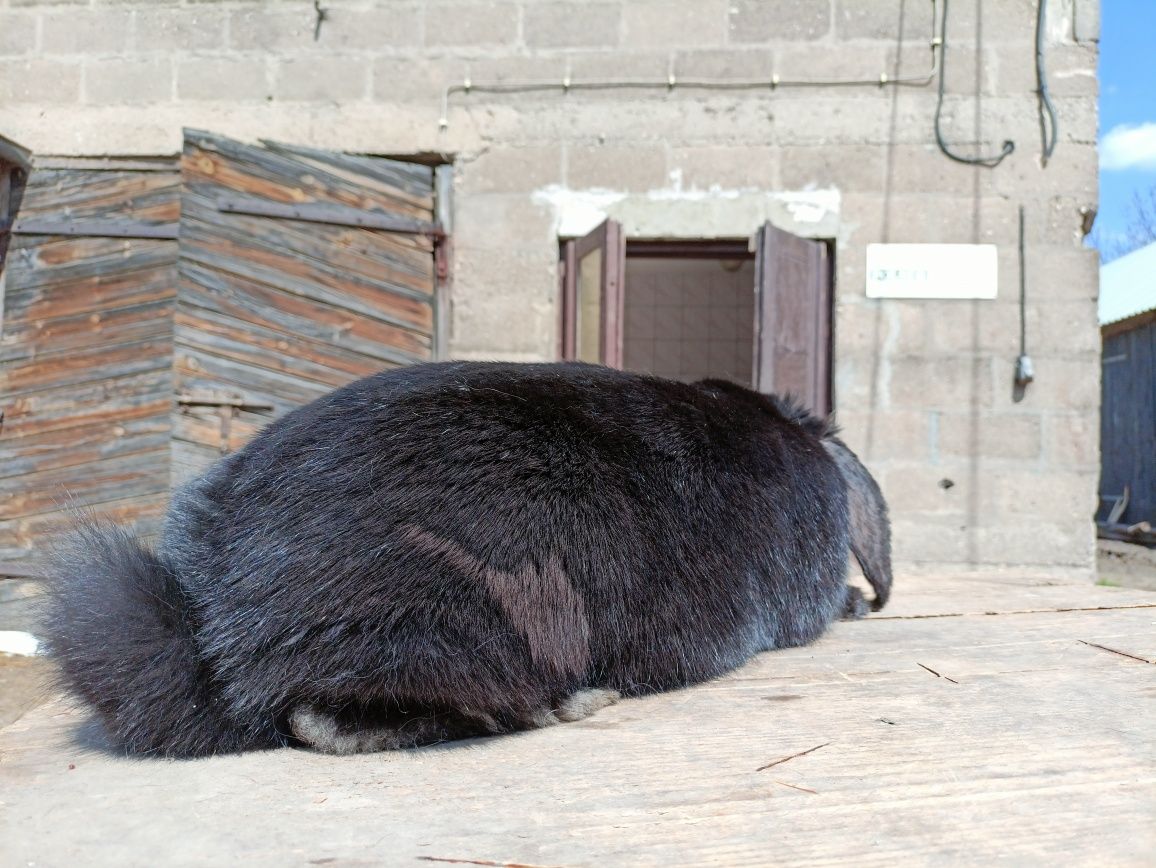 baran francuski czarny