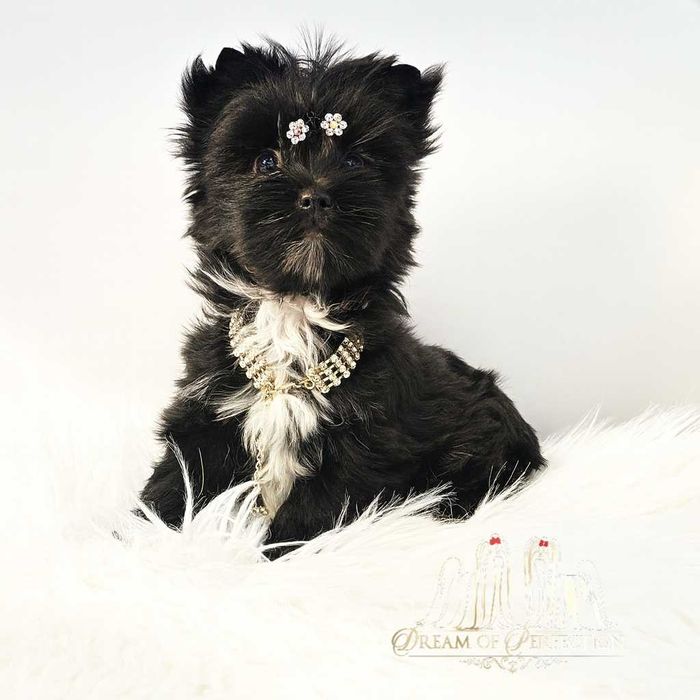 Cudna Czarna Dziewczynka Yorkshire Terrier