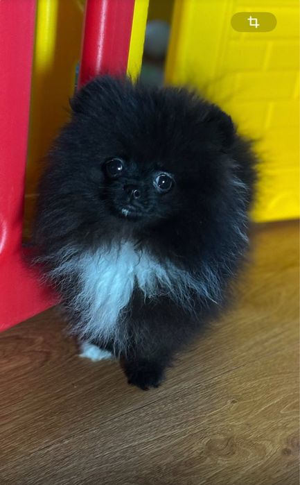 Мини мальчик шпиц