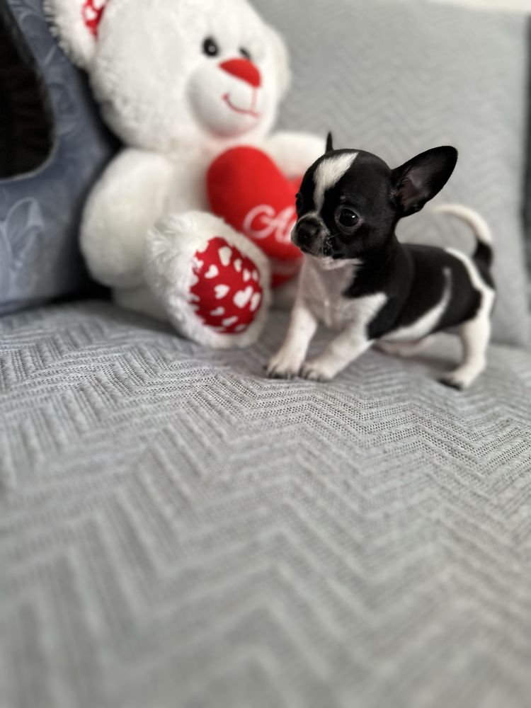 Menino super mini chihuahua