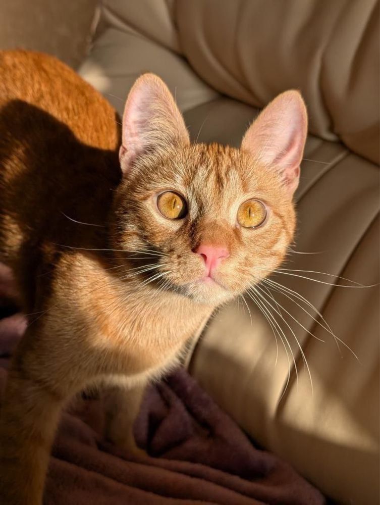 Молодий котик Патрік