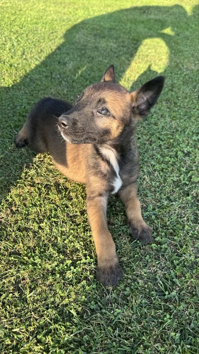 Owczarek Belgijski Malinois szczeniak