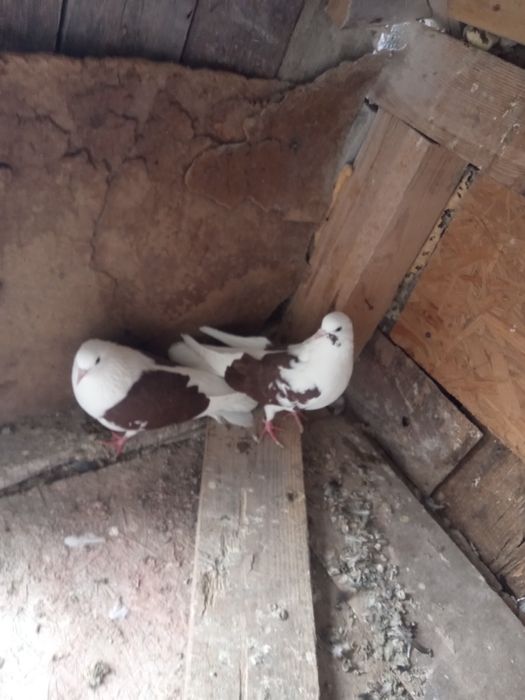 Gołębie orliki -boki