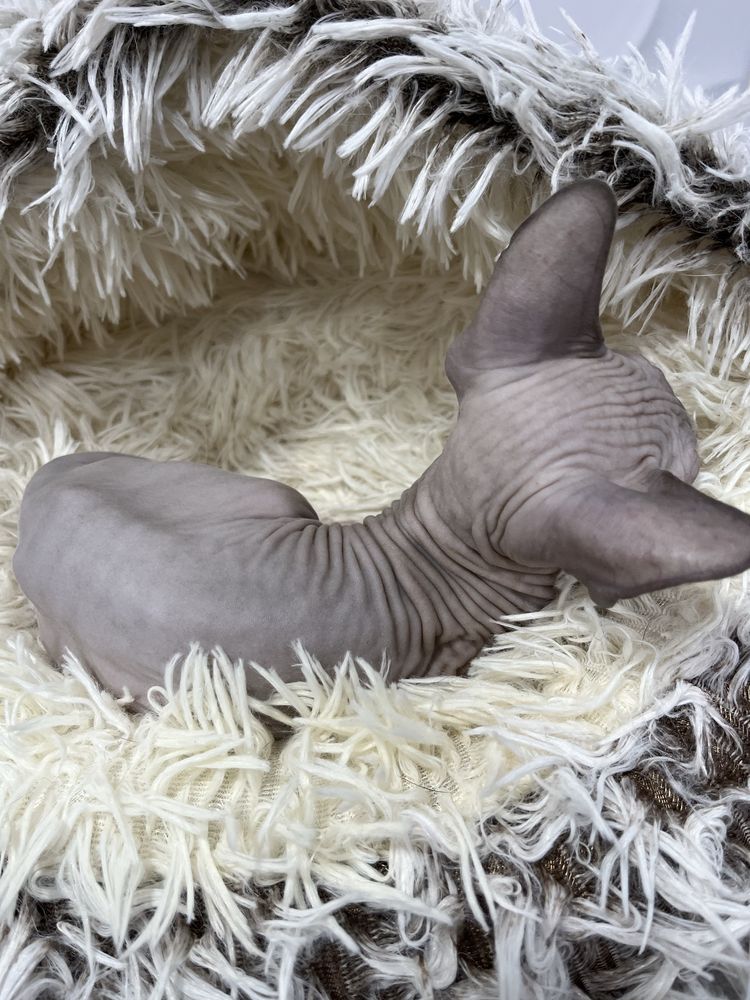 Menino sphynx com kit boas vindas