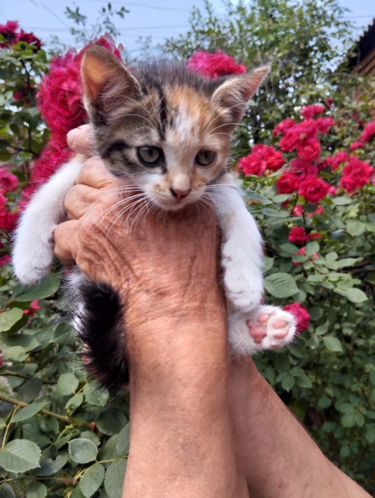 Дарю котят в хорошие руки