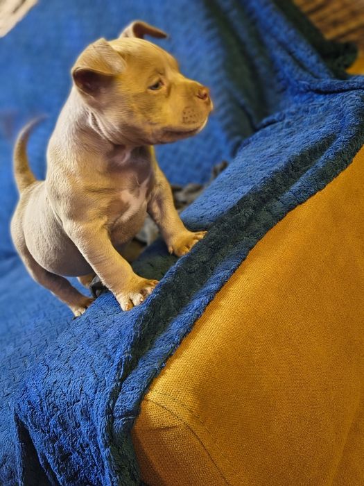 American bully pocket