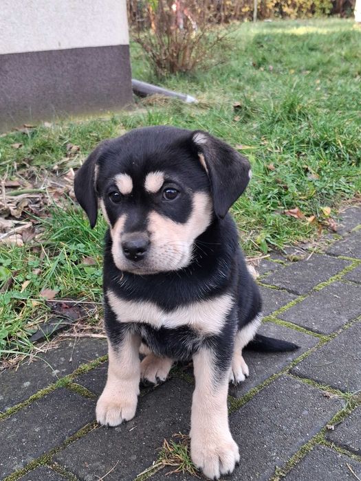 Oddam za darmo w dobre ręce szczeniaczki