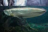 Arowana Preteada (Vários tamanhos)