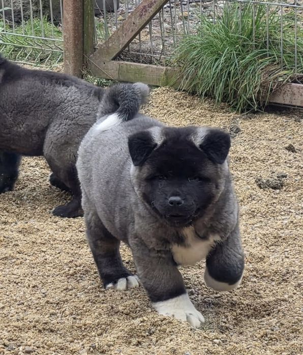 Akita amerykańska pies